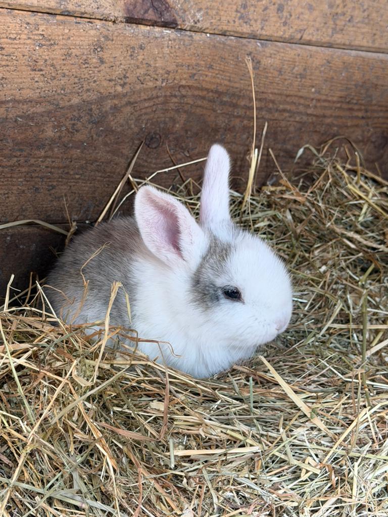 Lieve gesocialiseerde vlaamse reuzen, Dieren en Toebehoren, Konijnen, Meerdere dieren, Groot