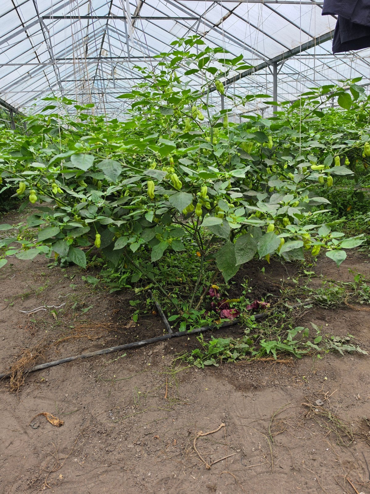 Verse  peper  planten te koop- Ideaal voor de moestuin, Ophalen, Volle zon, Zomer, Groenteplanten