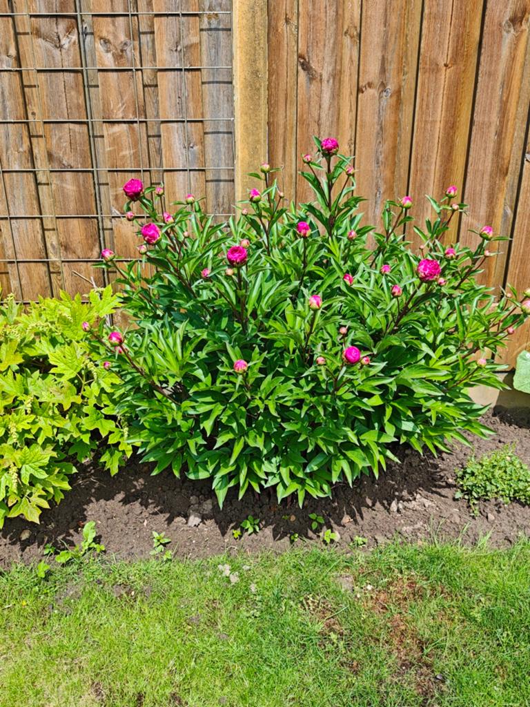 Prachtige pioenroos plant met roze bloemknoppen, Tuin en Terras, Planten | Tuinplanten, Volle zon, Vaste plant, Lente, Ophalen