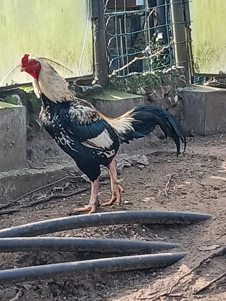 Vechthanen., Dieren en Toebehoren, Vogels | Overige Vogels, Mannelijk