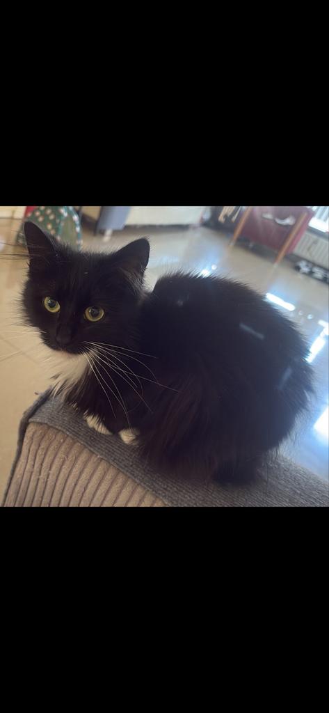 Lieve zachte katje die zoekt een nieuwe basje ze heet Bounty, Poes