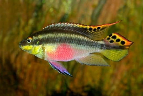 Pelvicachromis pulcher - Kersenbuik Cichlide Koidreams, Dieren en Toebehoren, Vissen | Aquariumvissen, Vis, Zoetwatervis