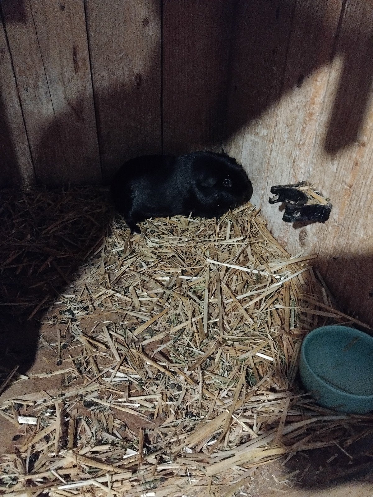 mooie zwarte beer, Dieren en Toebehoren, Oktober, Mannelijk, Cavia