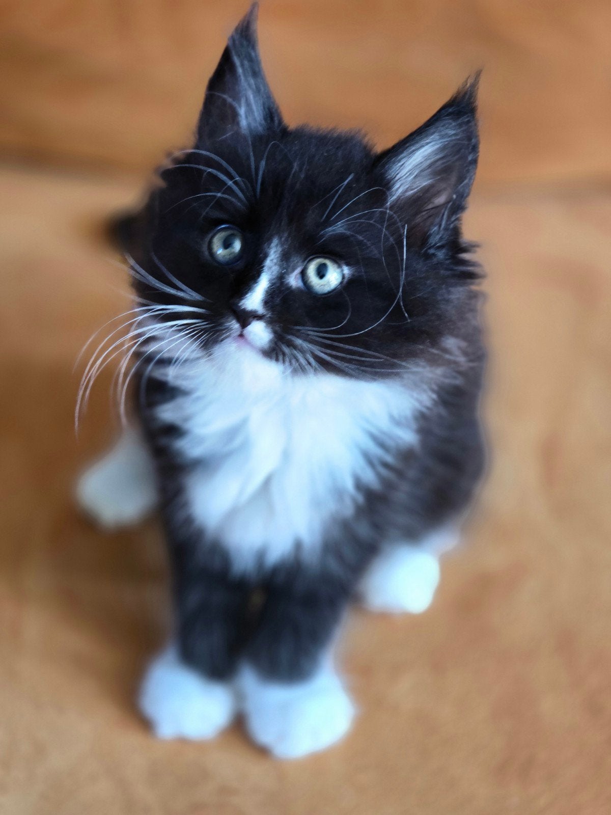 Maine Coon kittens, Dieren en Toebehoren, Katten en Kittens | Raskatten | Langhaar, Meerdere dieren, Ontwormd