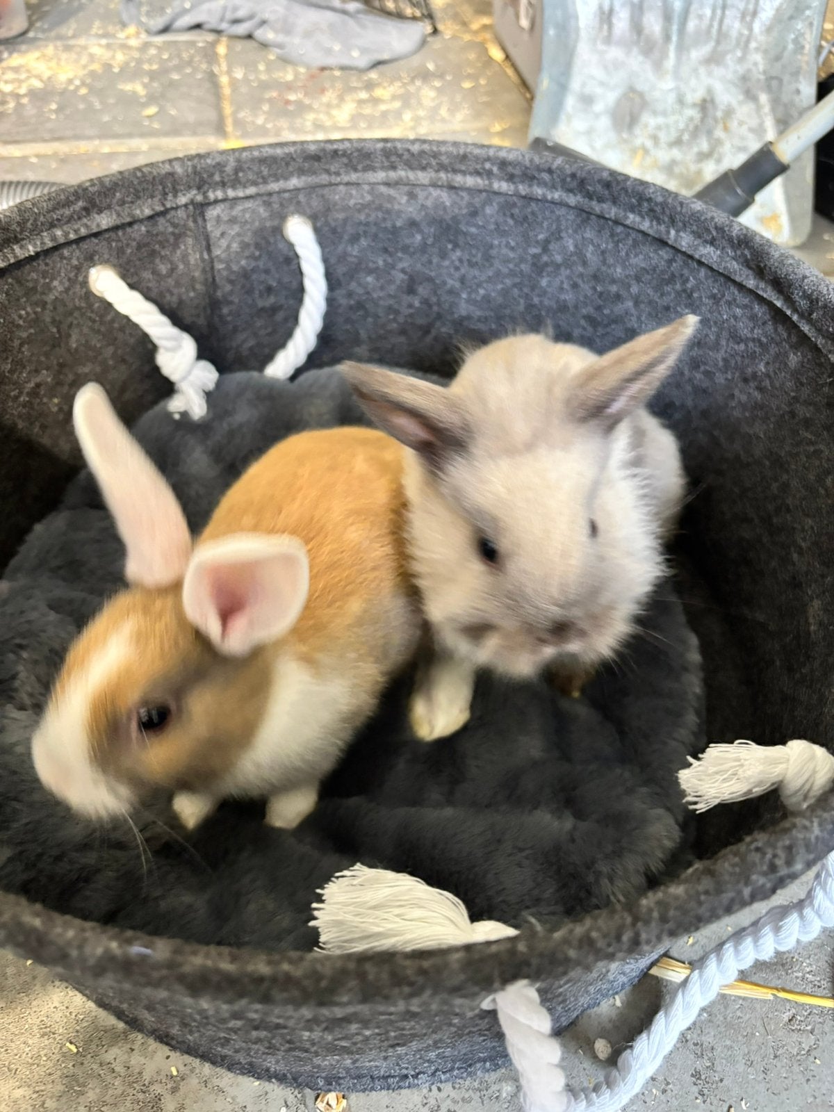 Laatste baby dwerg konijntje, Dieren en Toebehoren, Konijnen, Mannelijk, Dwerg