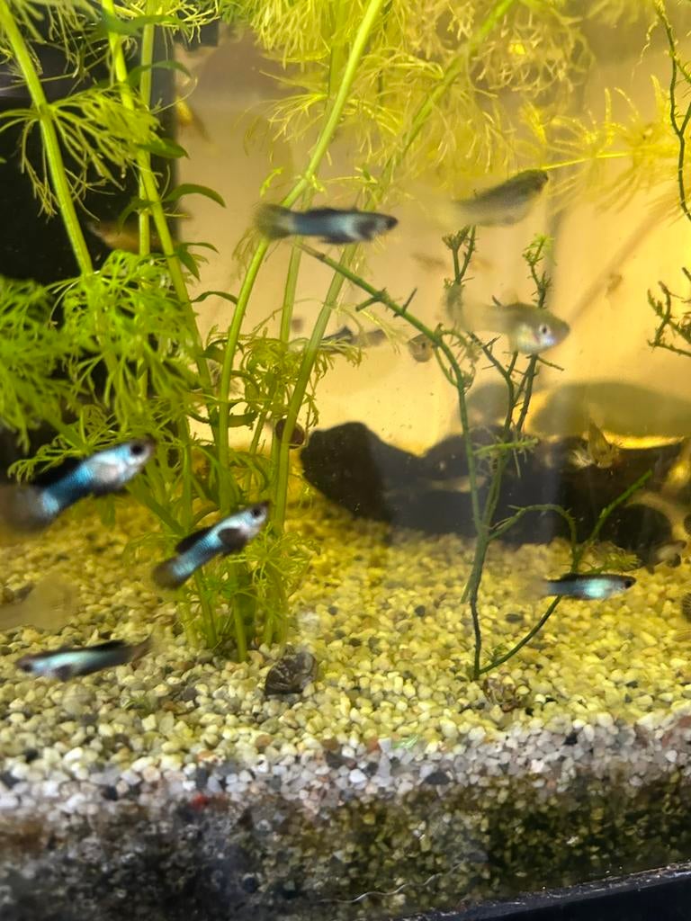 Panda guppen, Dieren en Toebehoren, Vissen | Aquariumvissen, Vis