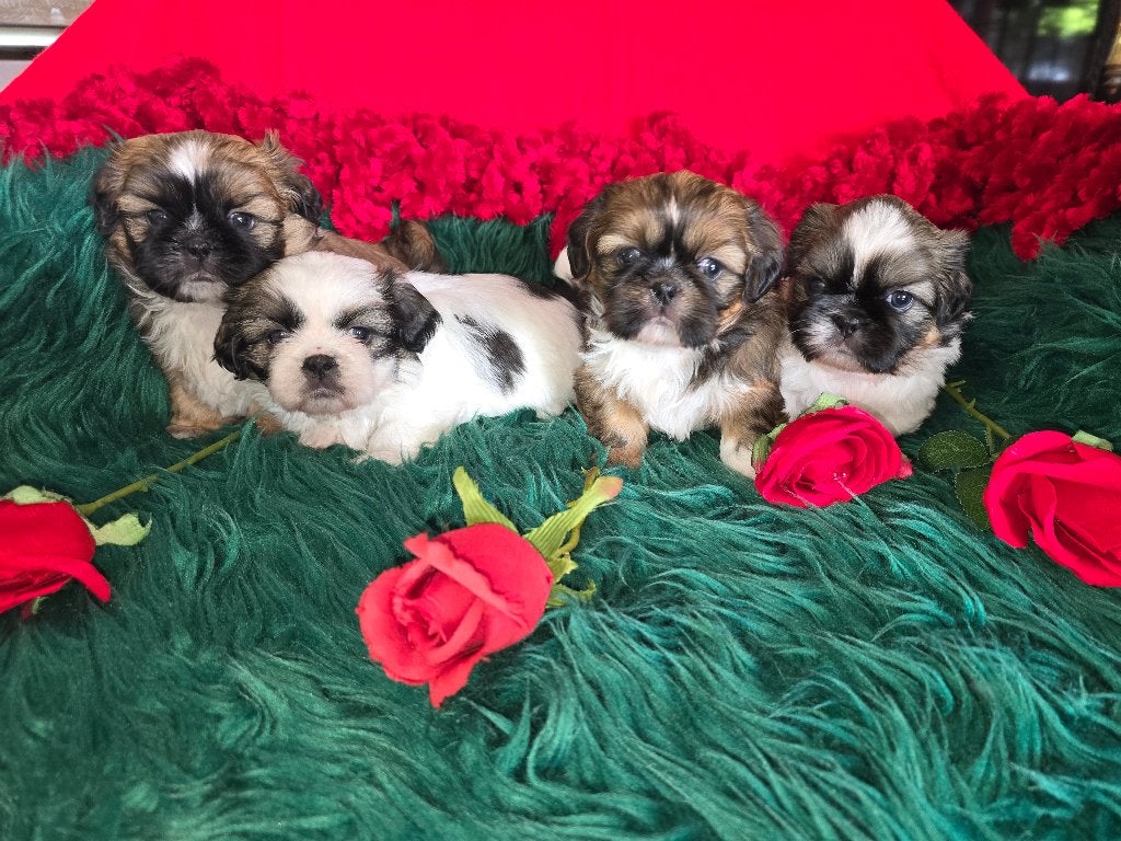 Shih tzu pups (ALLEMAAL GERESERVEERD), Parvo, Overige rassen, 8 tot 15 weken, Meerdere