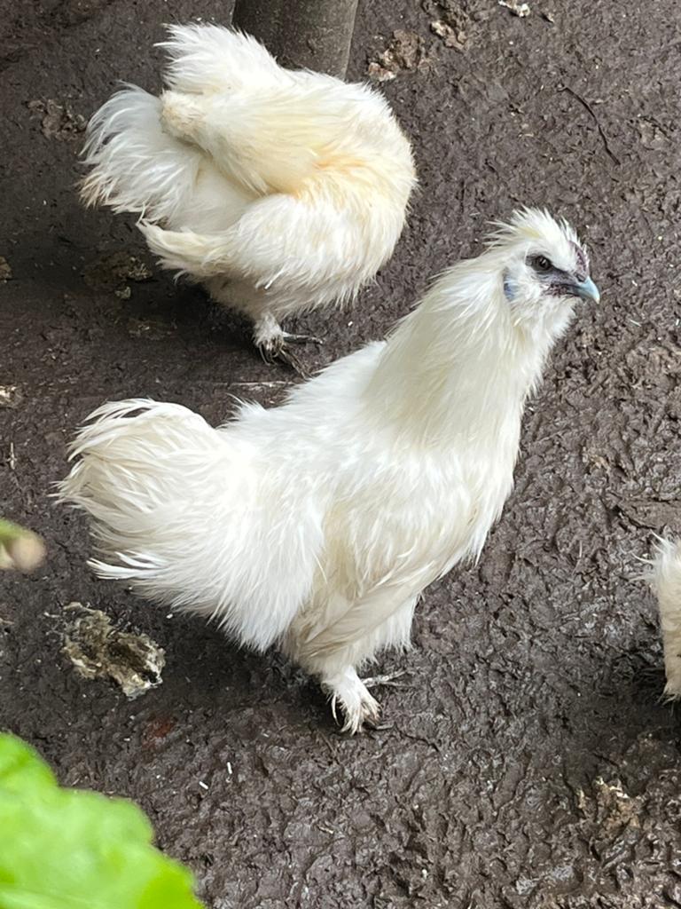 Zijdehoen kriel wit haantje Jan/Feb 2026, Dieren en Toebehoren, Pluimvee, Mannelijk, Kip