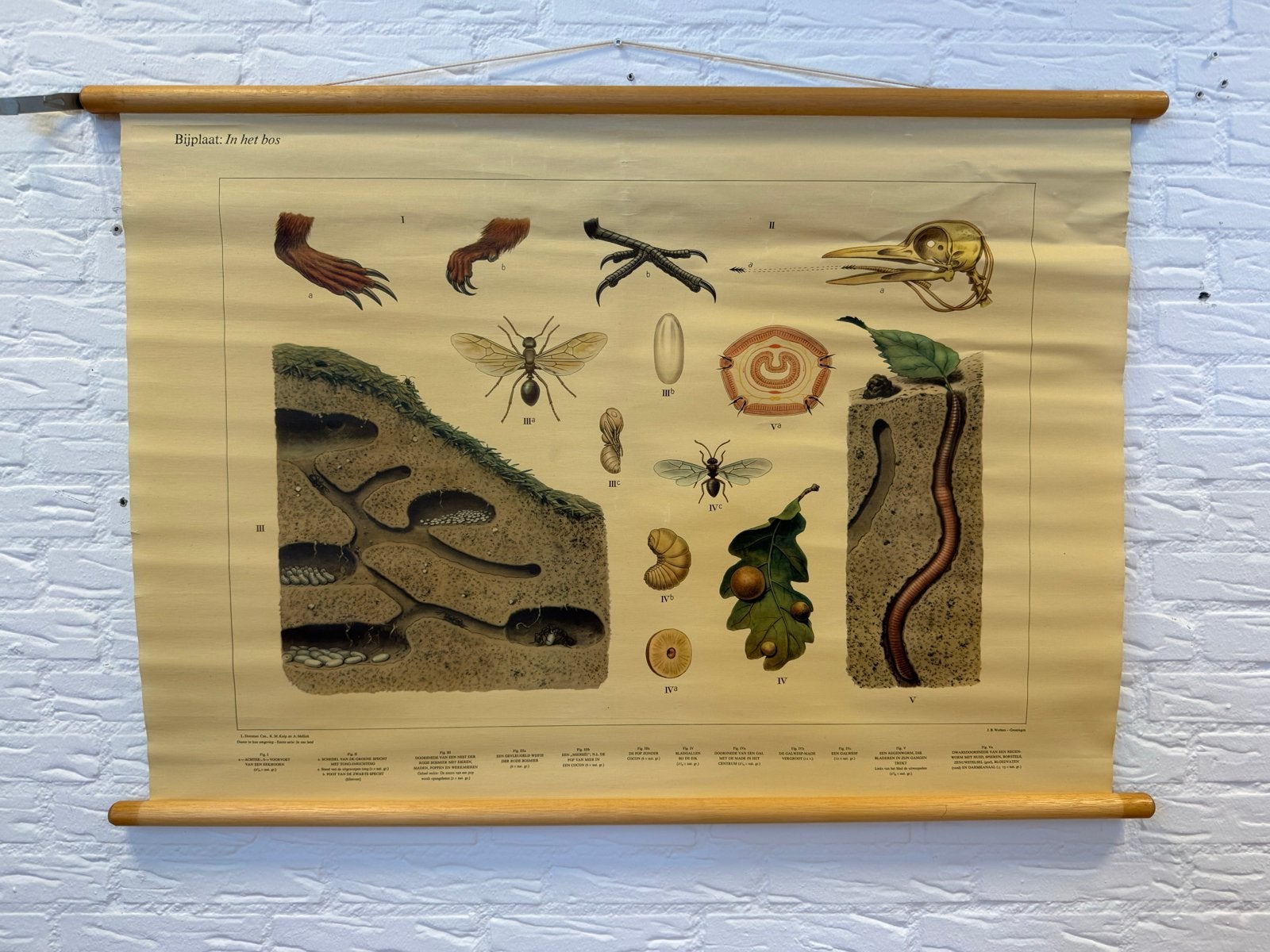 Vintage Schoolplaat Natuur en Biologie, Antiek en Kunst, Antiek | Schoolplaten, Ophalen, Natuur en Biologie