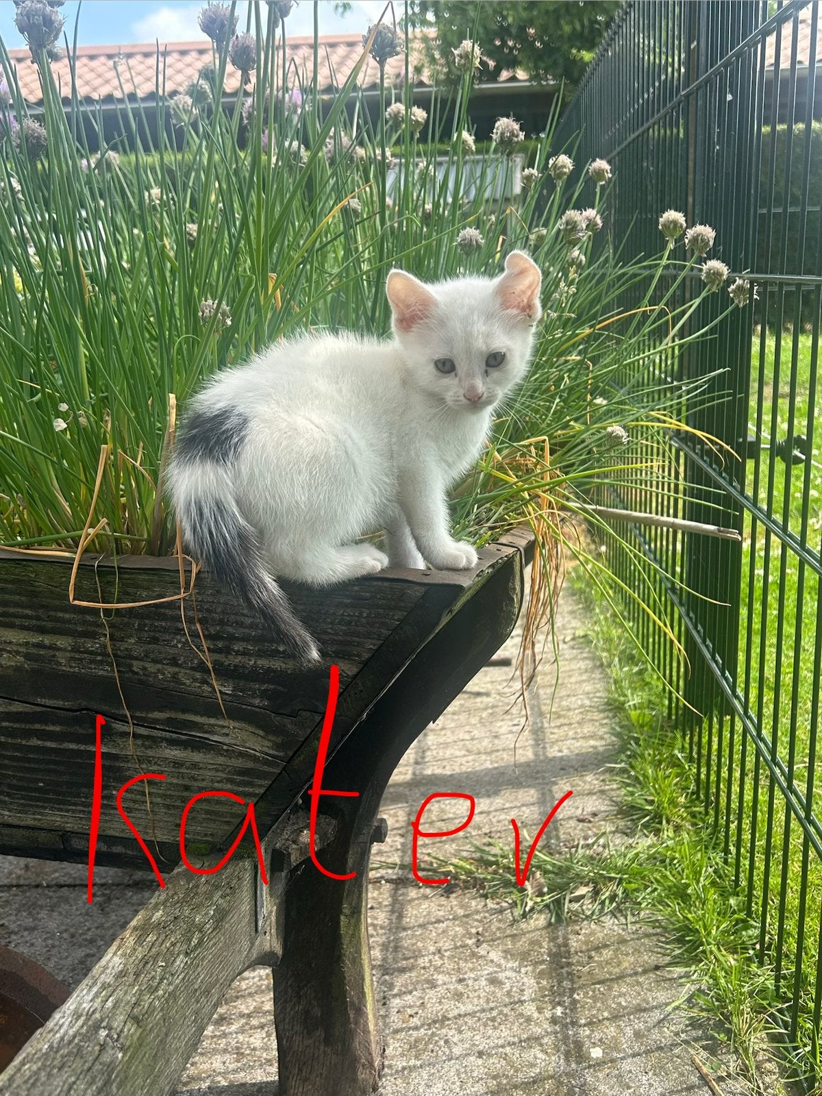 Lieve boerderij kittens
