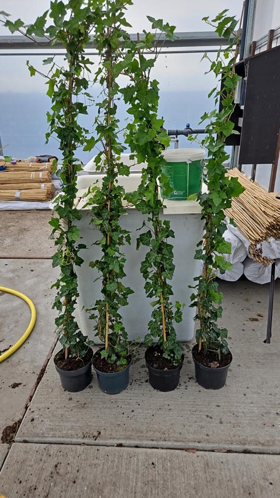 Hedera hibernica, Tuin en Terras, Planten | Tuinplanten, Ophalen of Verzenden, Bloeit niet, Klimplanten, Halfschaduw