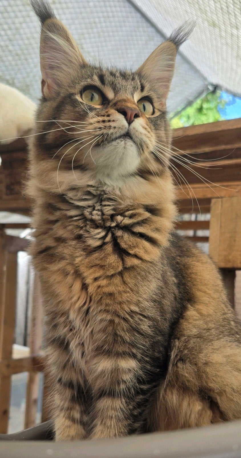 heel mooie jonge Maine Coon poes, Dieren en Toebehoren, Poes, Met stamboom, 0 tot 2 jaar