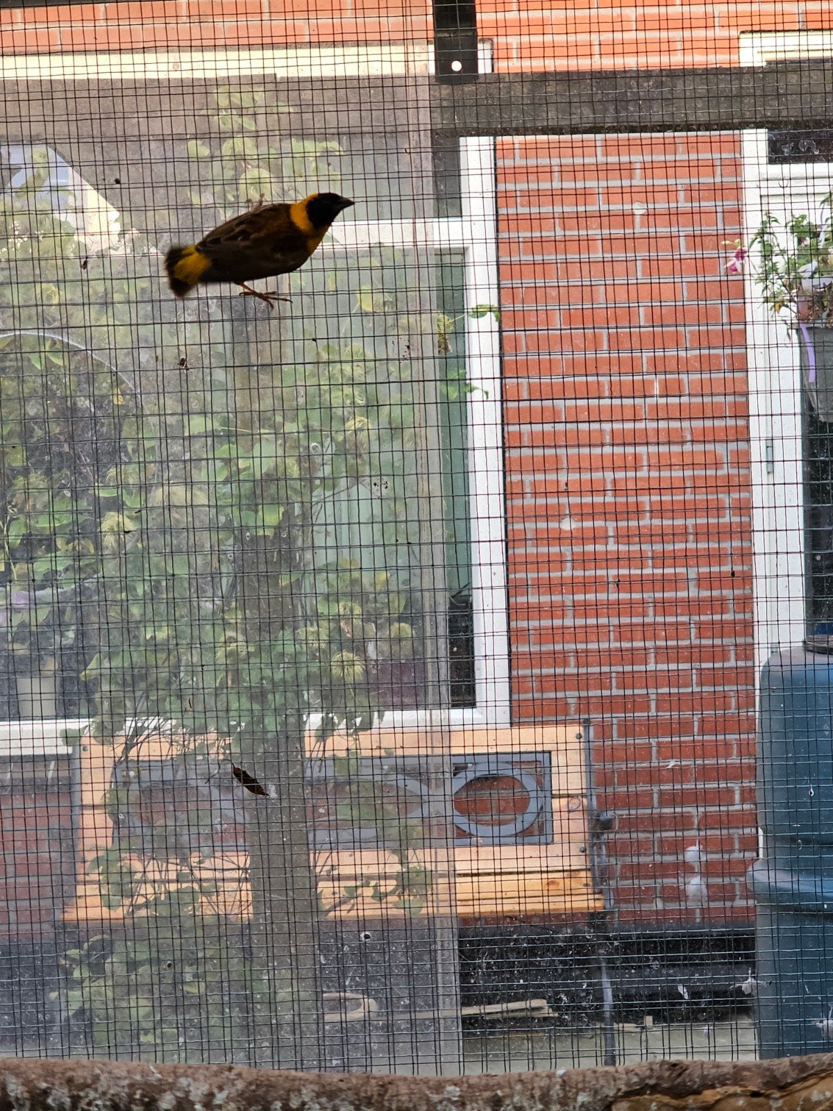 Erg mooi kweek koppel napoleonwever, Meerdere dieren, Tropenvogel