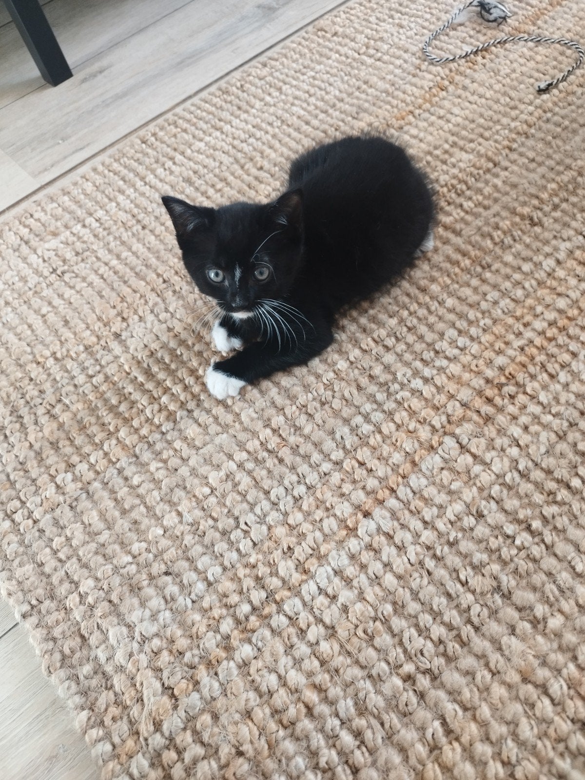 Kittens, geboren 22 mei! Ze mogen bijna weg!, 0 tot 2 jaar