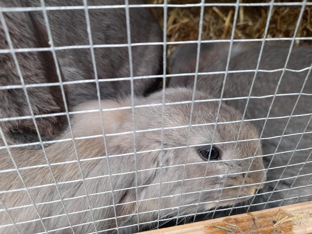 Franse hangoor konijnen, Dieren en Toebehoren, Konijnen, Meerdere dieren, Groot, Hangoor, 0 tot 2 jaar