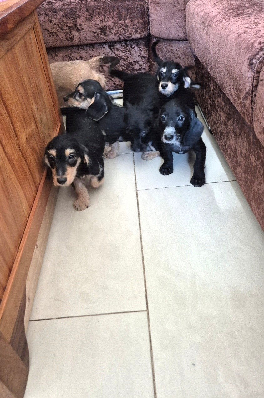 kruising ruwhaar dwergteckel puppies! (boomer) NOG 2 REUTJES, Dieren en Toebehoren, Parvo, 8 tot 15 weken, Dwerg, Meerdere