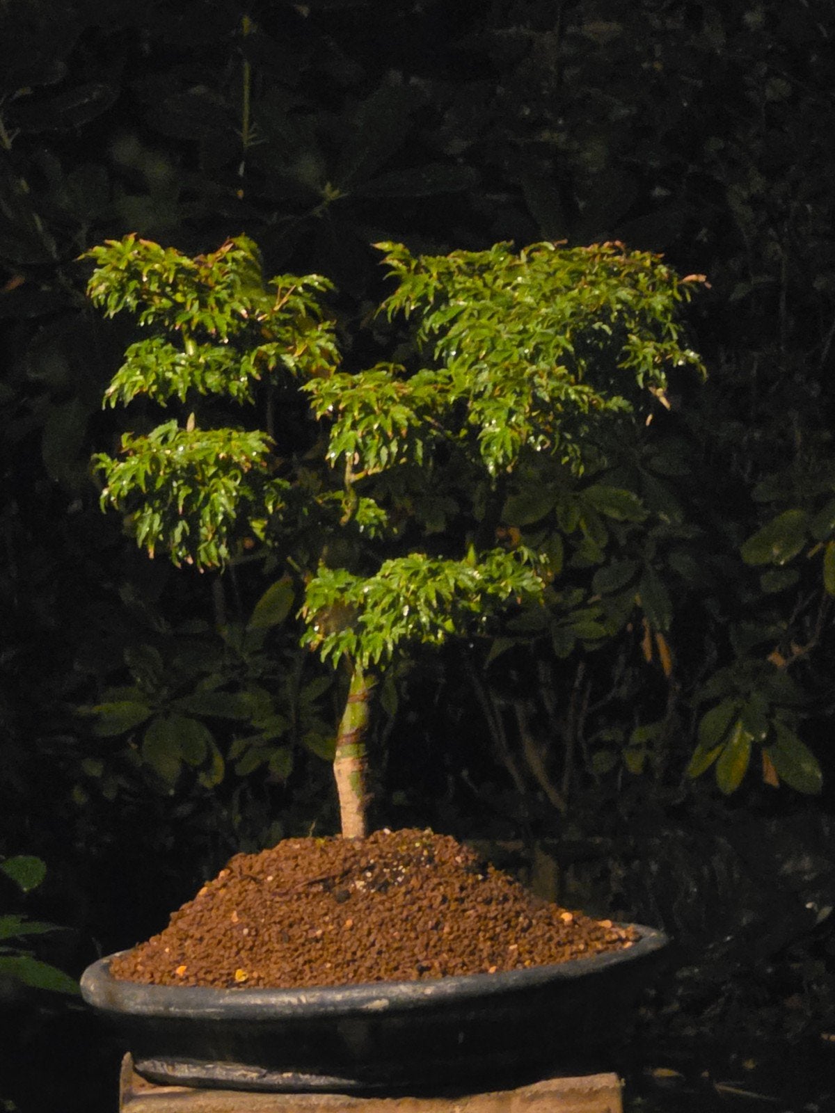 bonsai acer shishigashira 20jr 50cm hoog, Ophalen, Bloeit niet, Halfschaduw, Overige soorten