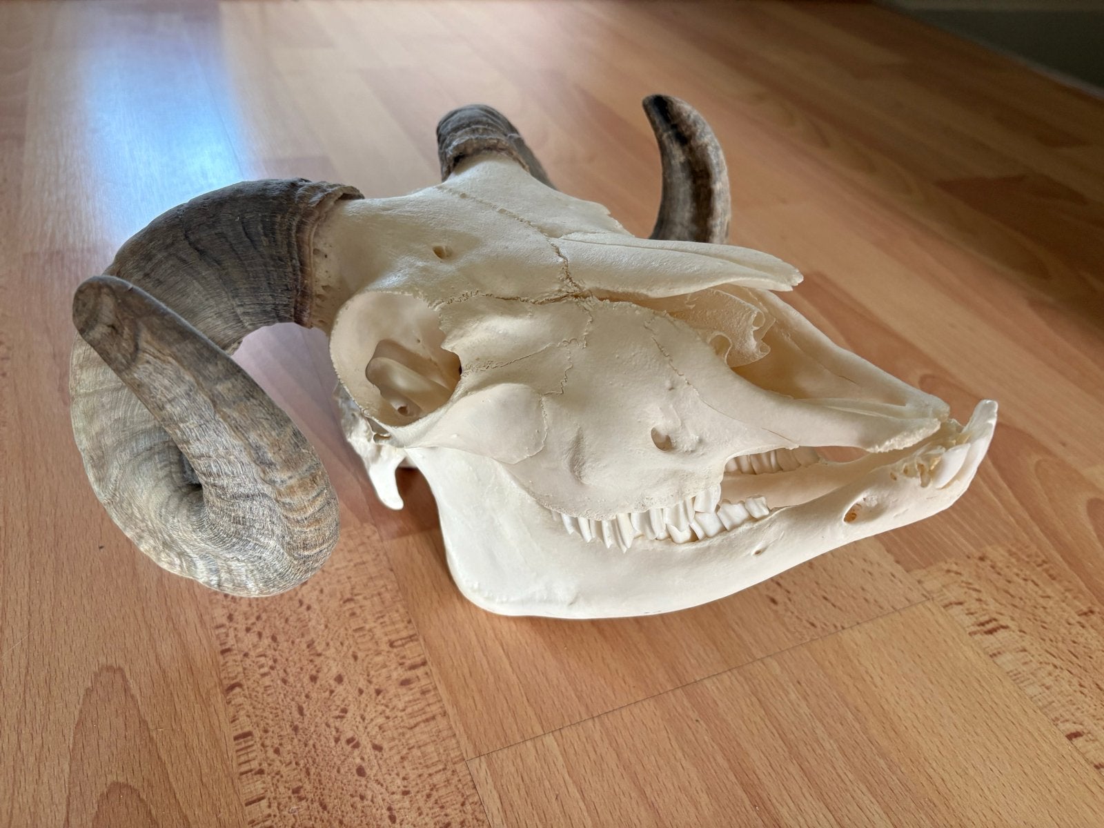 Schedel ram, Ophalen of Verzenden, Nieuw, Boerderijdier, Schedel