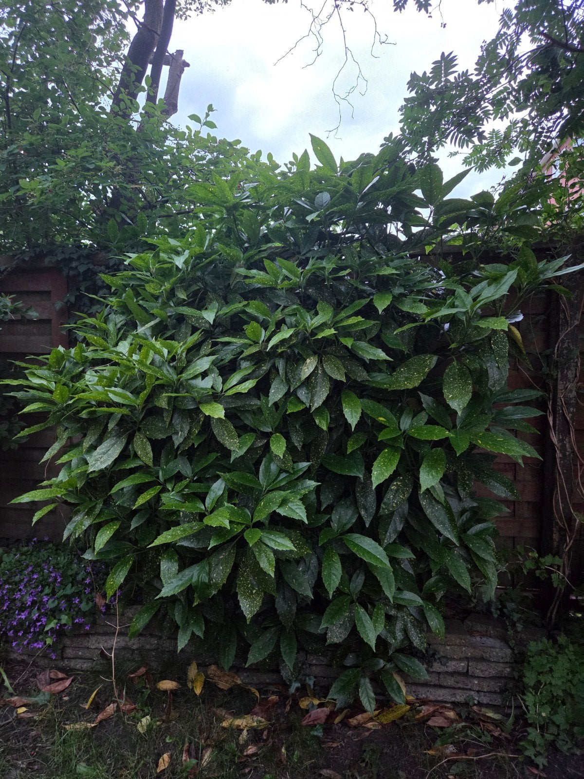 Japanse broodboom (Aucuba japonica), Tuin en Terras, Ophalen, Overige soorten, Halfschaduw