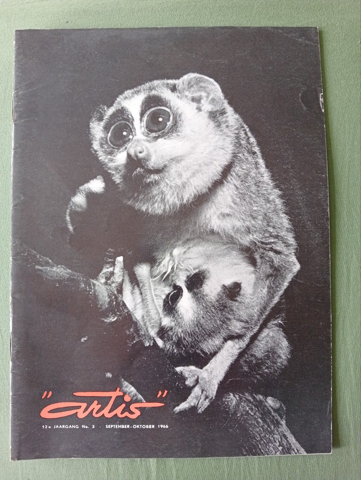 Artis Magazine - September-Oktober 1966 - Slanke Lori, Ophalen of Verzenden, Gelezen, Wetenschap en Natuur