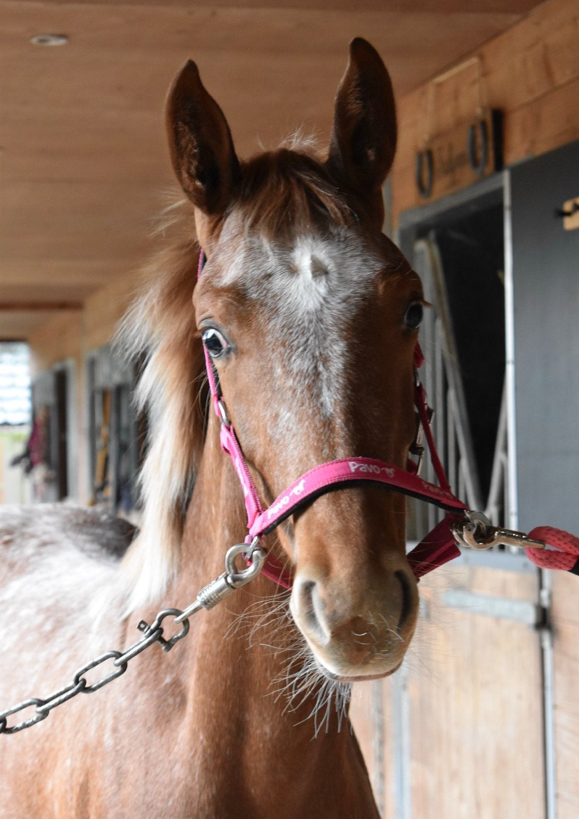 SPOED gezocht stalling Dordrecht en verre omstreken., Weidegang, 2 of 3 paarden of pony's