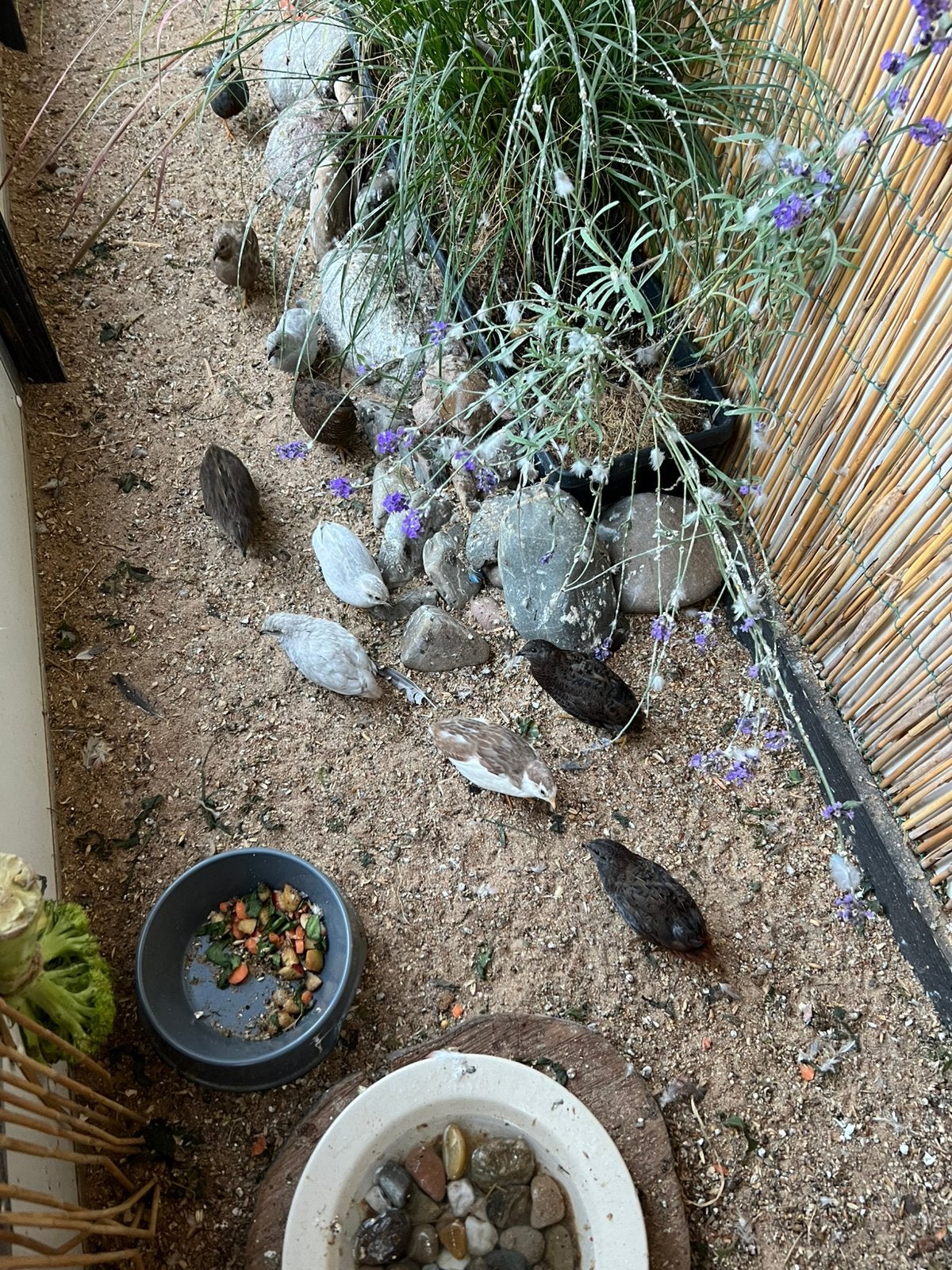 Chineze dwergkwartels natuurbroed, Dieren en Toebehoren, Vogels | Overige Vogels