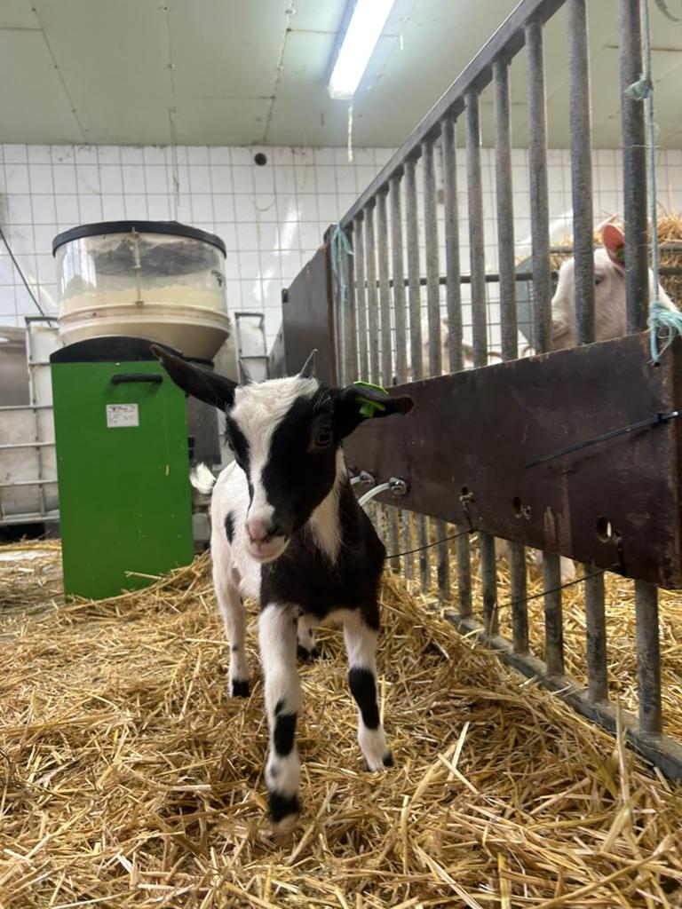 Bont lammetje, Dieren en Toebehoren, Schapen, Geiten en Varkens, Vrouwelijk, Geit