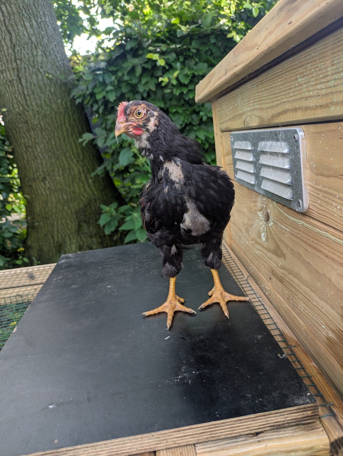 Dubbelgezoomde Barnevelder Haan, 8 weken oud., Dieren en Toebehoren, Mannelijk, Kip