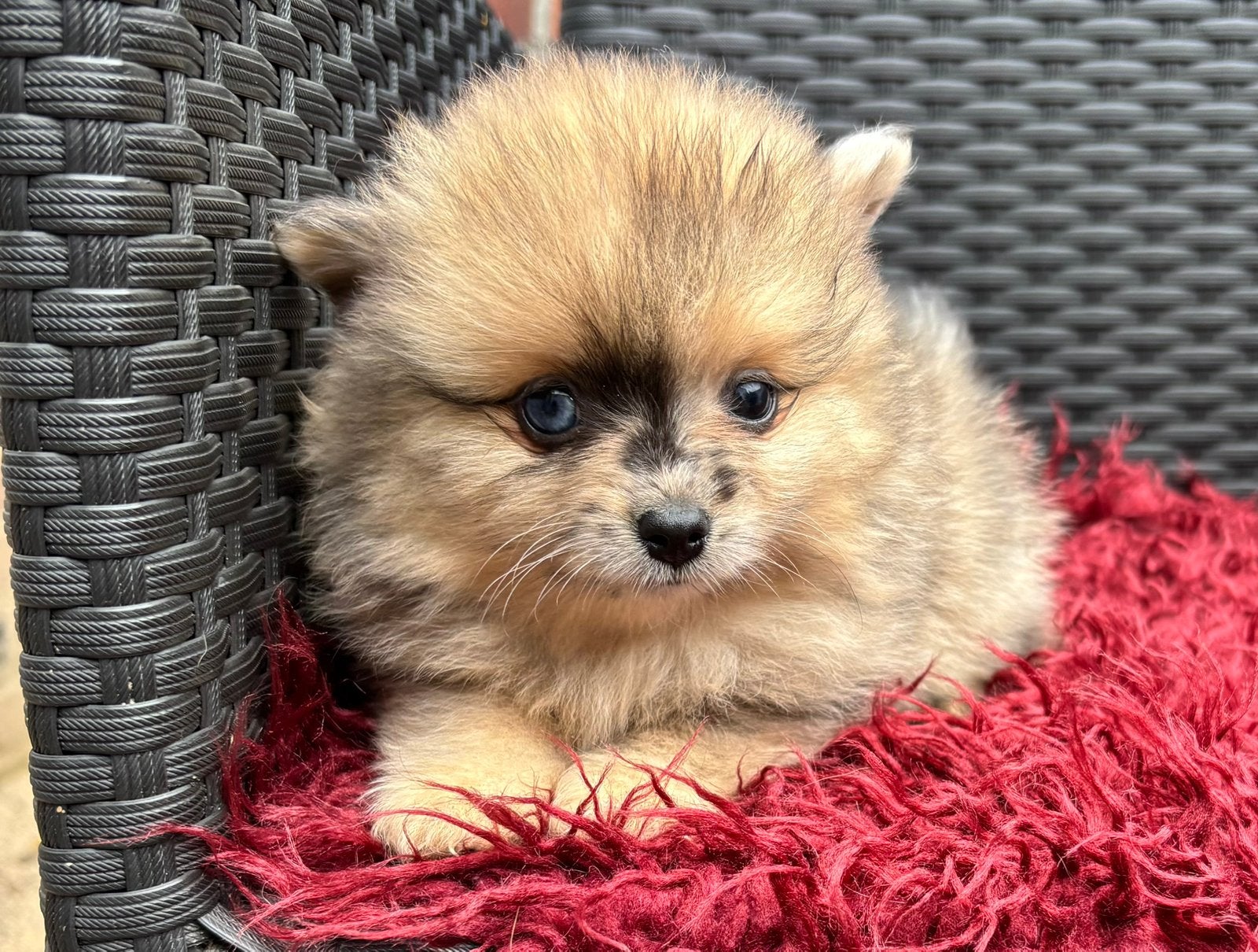 Mooie Pomeranian/Pomeriaan mix pups te koop, Parvo, Keeshond, 8 tot 15 weken, Meerdere