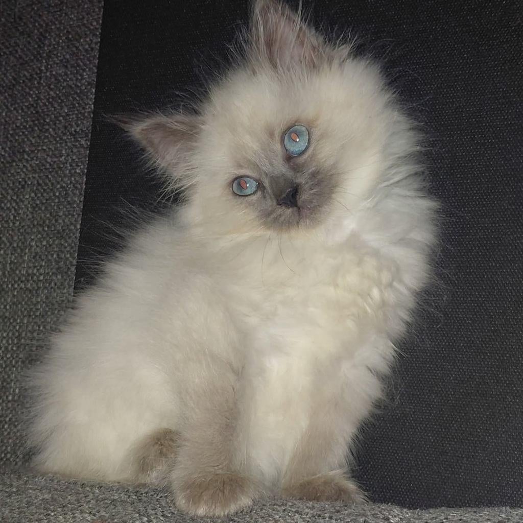 Kittens Ragdoll seal point / blue point, Geslacht onbekend