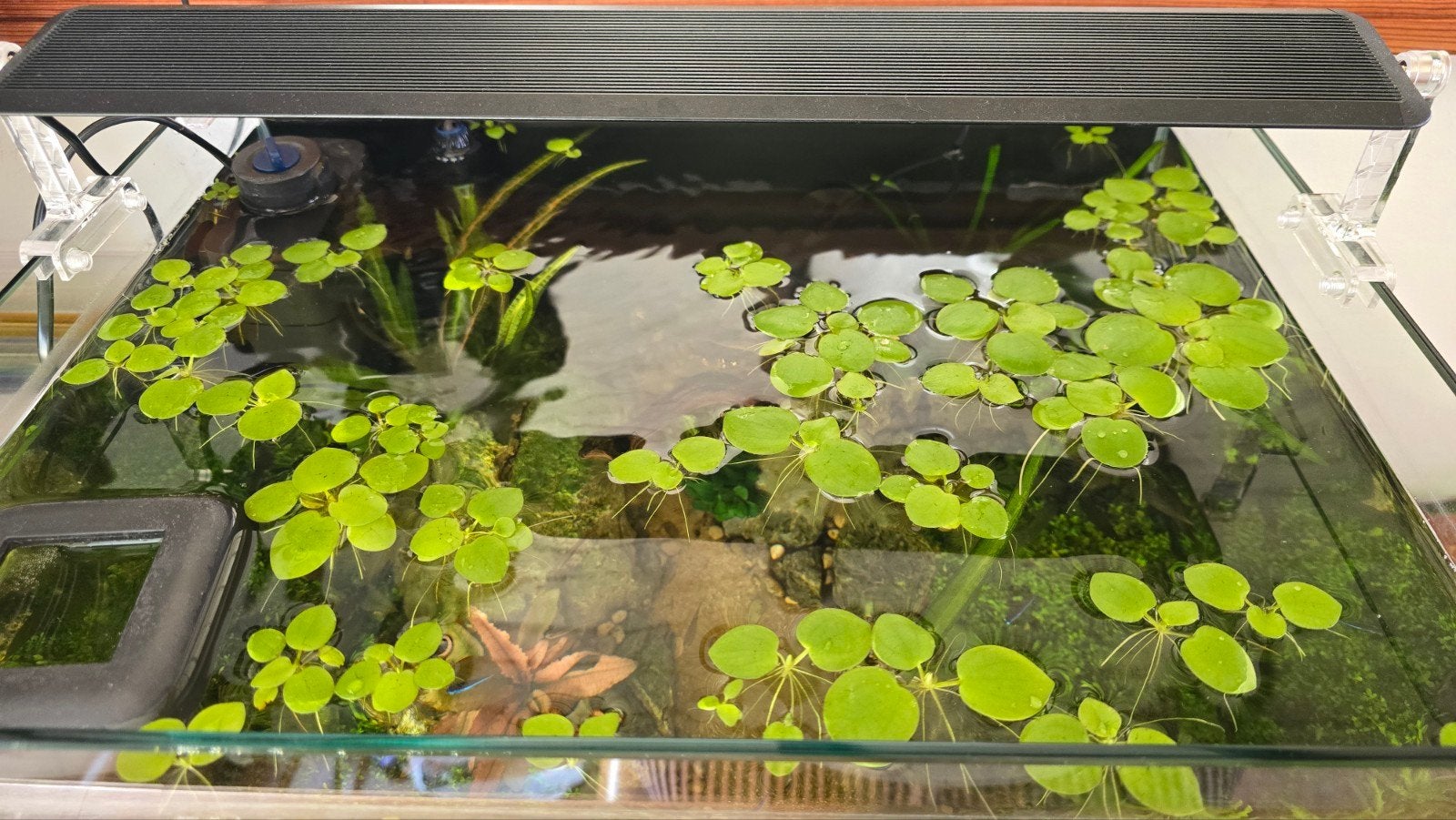 Amazone kikkerbeet stekjes, Dieren en Toebehoren, Vissen | Aquaria en Toebehoren, Ophalen, Nieuw, Plant(en), Steen of Hout
