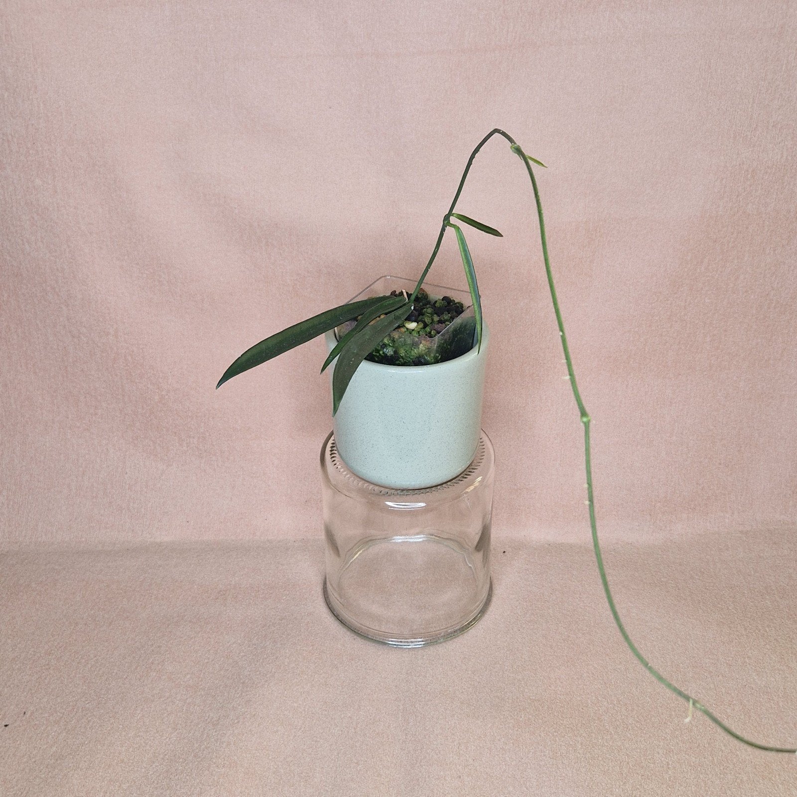 Hoya Shepherdii, Huis en Inrichting, Verzenden, Overige soorten, Halfschaduw, Minder dan 100 cm
