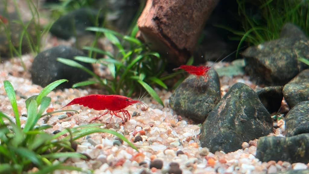 Jonge neocaridina davidi bloody mary garnalen 🦐, Kreeft, Krab of Garnaal, Zoetwatervis