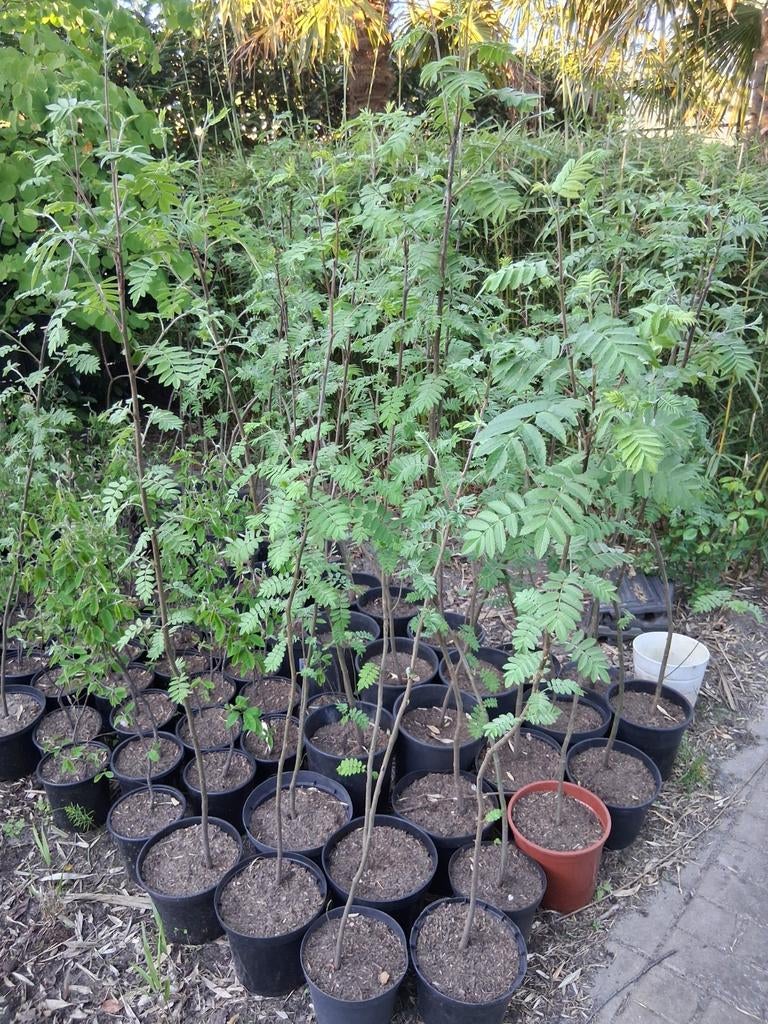 Lijsterbes sorbus aucuparia, Ophalen, Volle zon, Overige soorten, Minder dan 100 cm