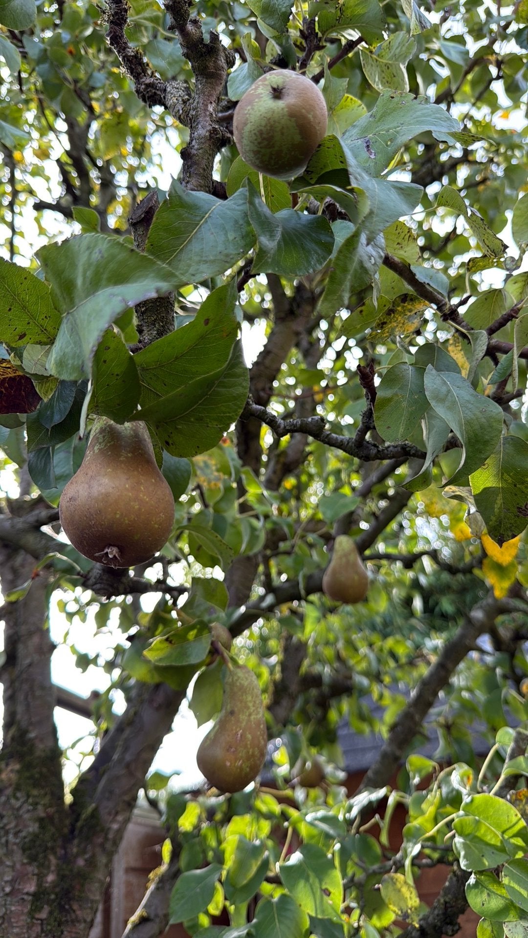GRATIS AF TE HALEN: Conference perenboom! (Zelf uitgraven), Tuin en Terras, Ophalen, Halfschaduw, Overige soorten, Lente