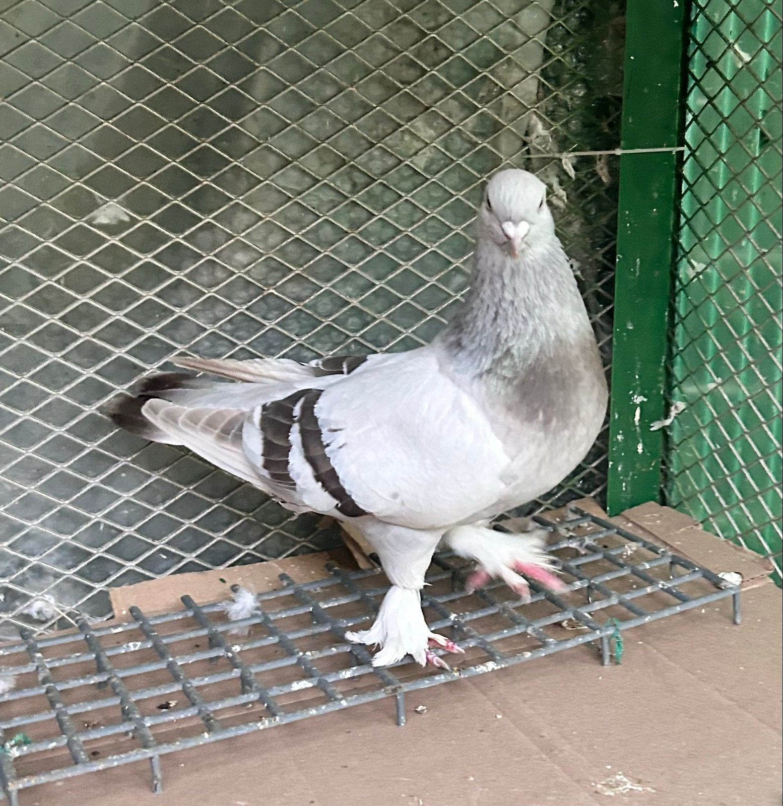 Takla doffer, Dieren en Toebehoren, Vogels | Duiven, Mannelijk, Kropper