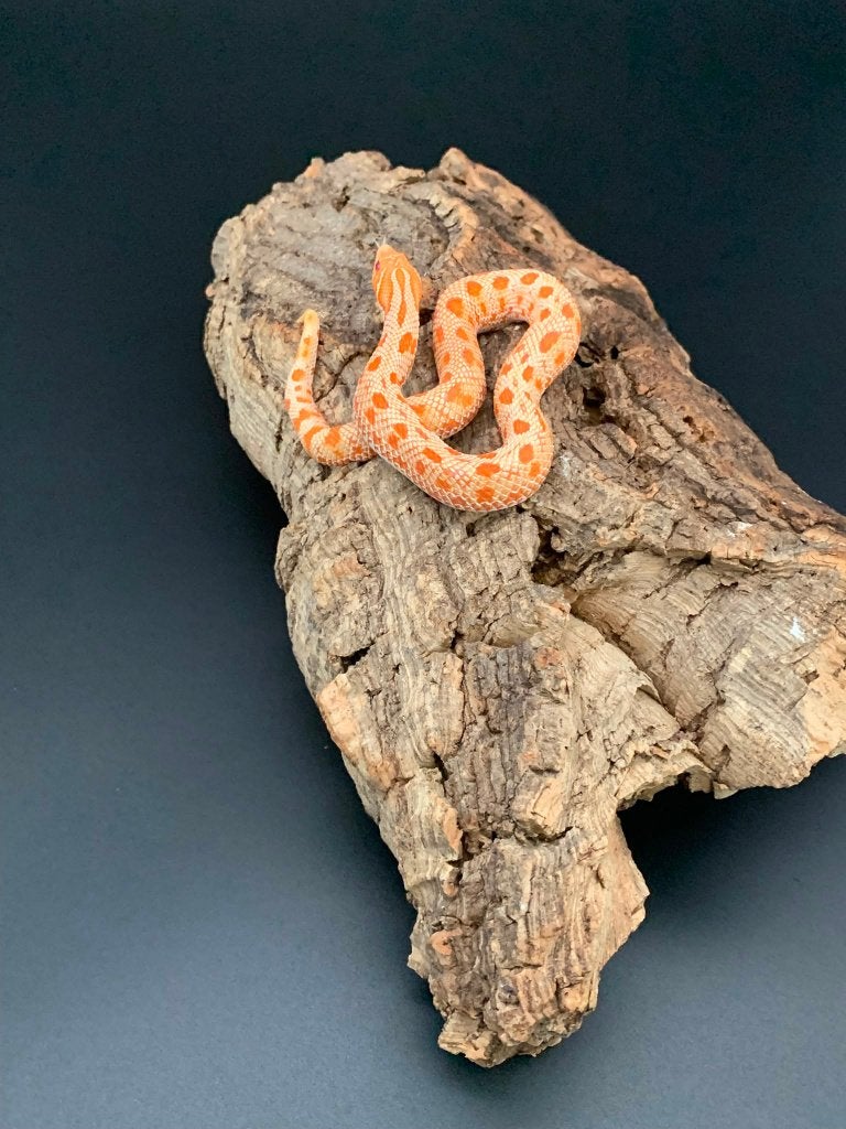 1.0 albino anaconda heterodon nasicus, Dieren en Toebehoren, Slang, 0 tot 2 jaar