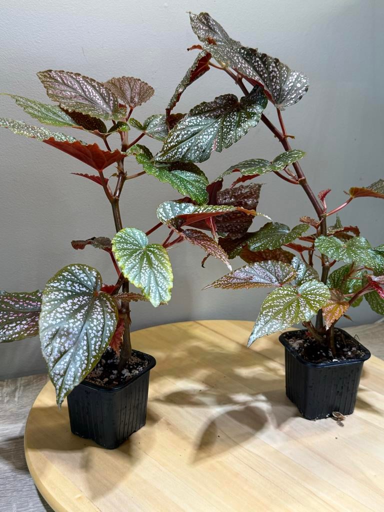 Begonia Pink Spot - Prachtige Kamerplant, Ophalen of Verzenden