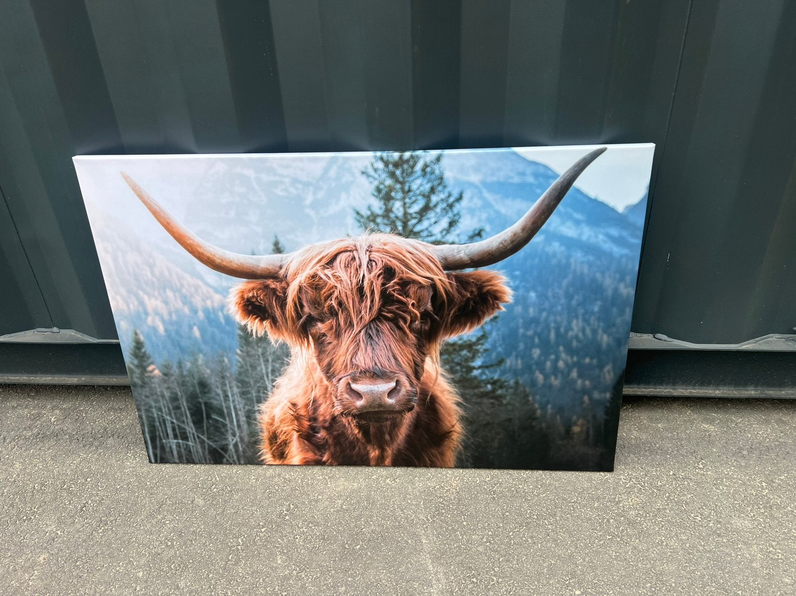 Canvas schotse hooglander €10,- afhaal, Huis en Inrichting, Ophalen, Nieuw, 50 tot 75 cm, Schilderij