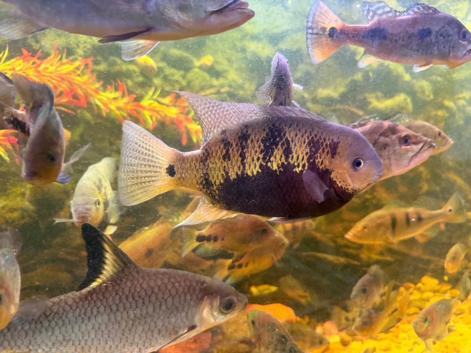 Cichla, Vis, Zoetwatervis