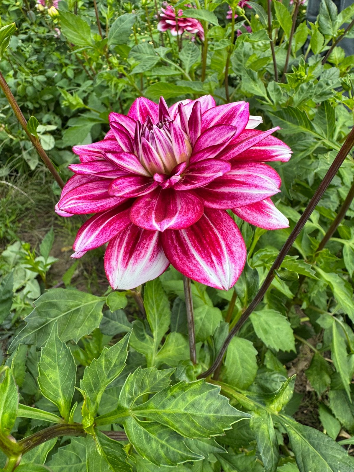 Dahlia knollen Hemisphere – roze/wit – grote bloemen, Tuin en Terras, Ophalen of Verzenden, Volle zon, Knol