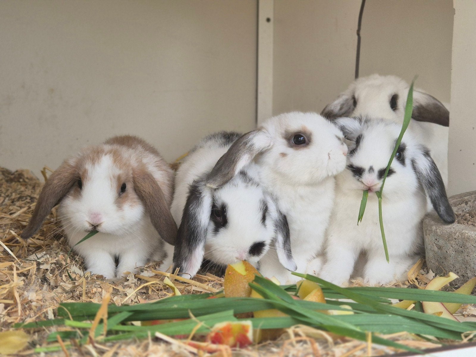 NHD konijntjes rammetjes, Mannelijk, Klein, Hangoor, 0 tot 2 jaar