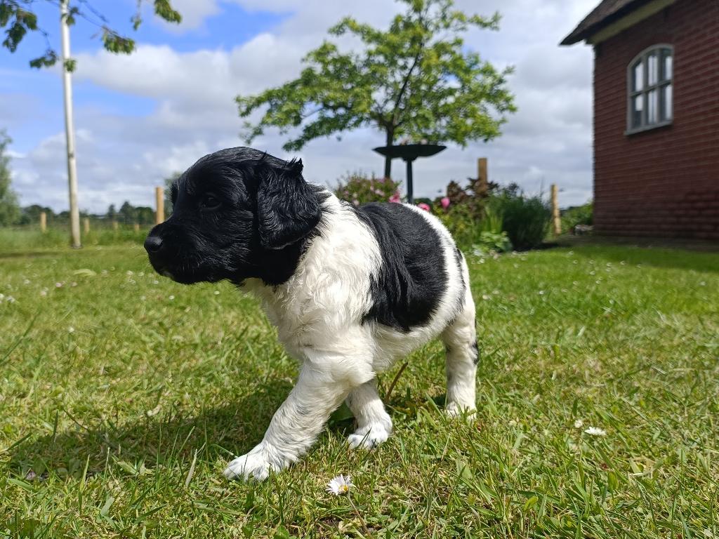 Schitterende Friese Stabij pups, Overige rassen, 8 tot 15 weken, Meerdere, Meerdere dieren