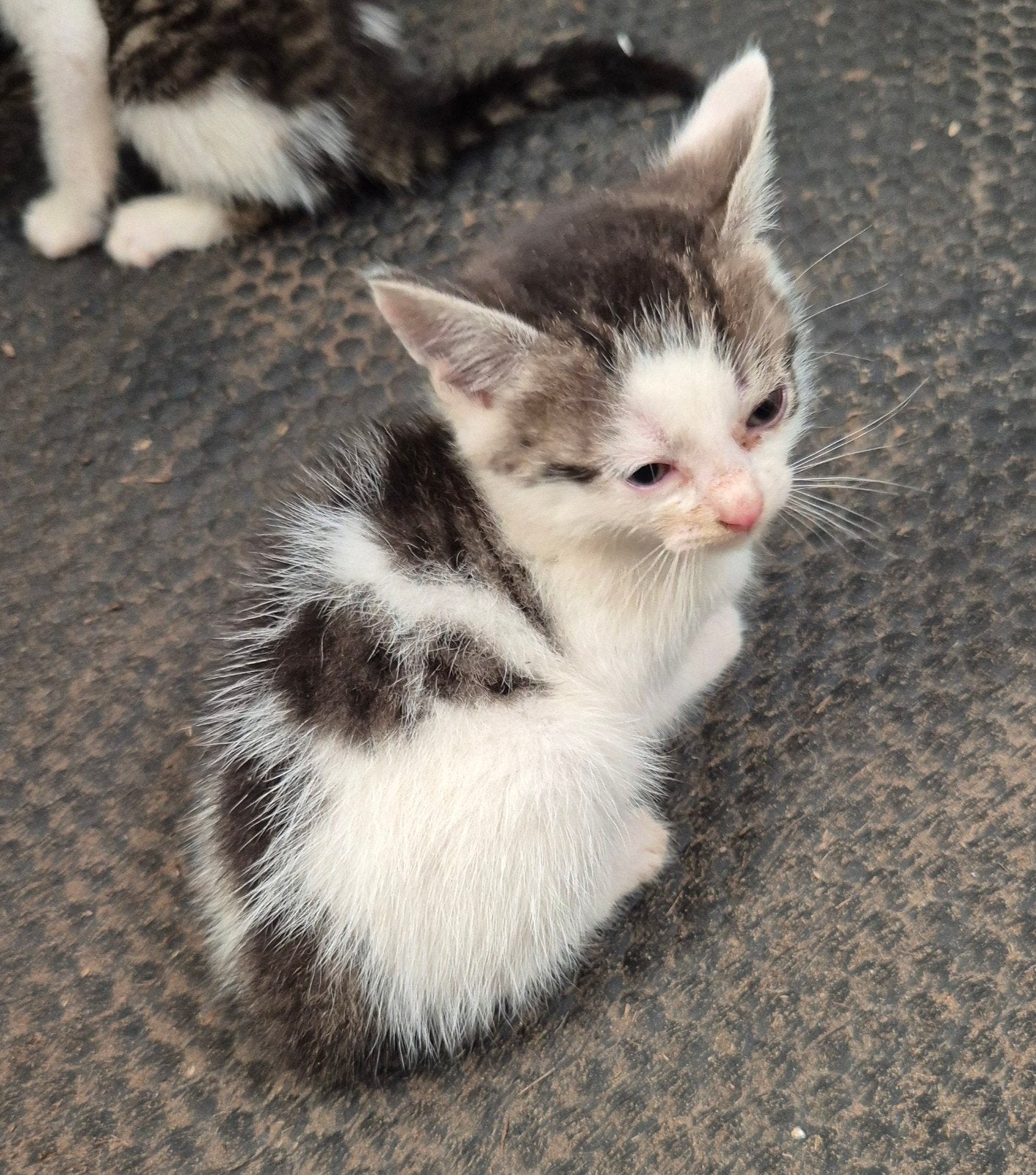 Kitten poesje (kruising Blauwe Rus/Siamees/Europees korth, Poes, Kortharig, 0 tot 2 jaar