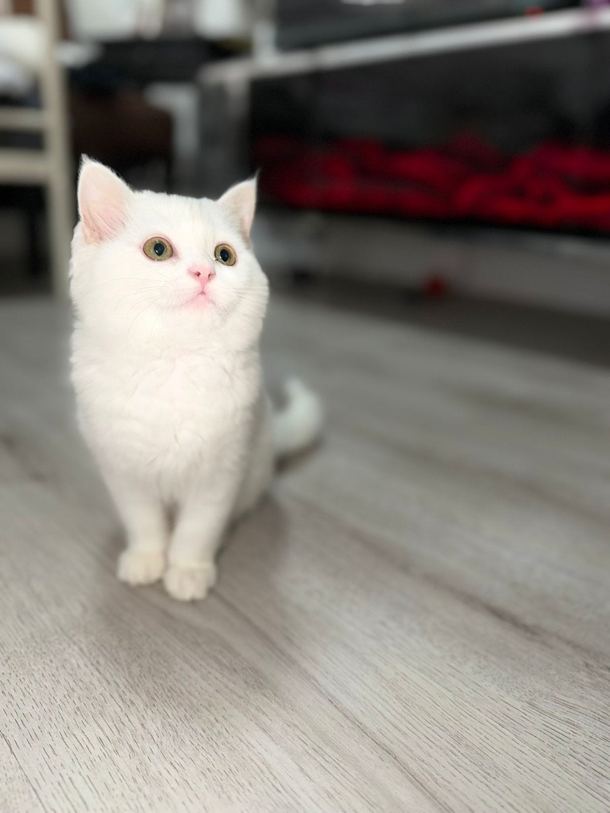 Ragdoll kitten / britse korthaar, Poes