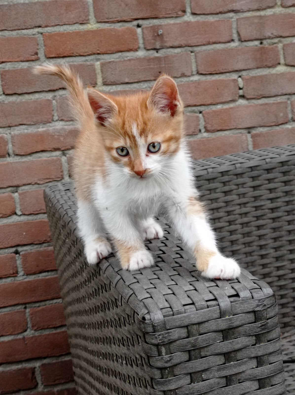 Lieve kater, Dieren en Toebehoren, Kater, Ontwormd, 0 tot 2 jaar