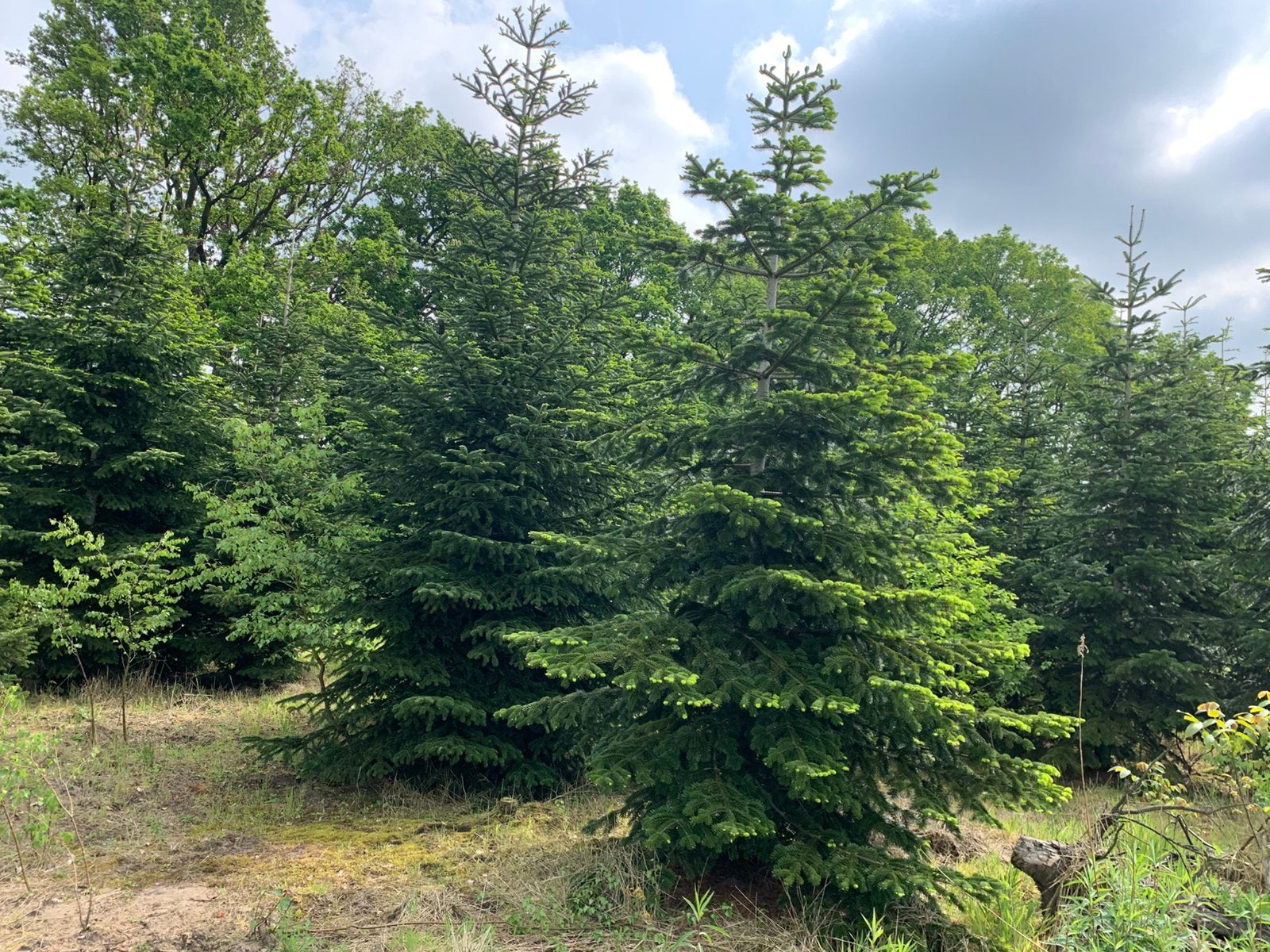 Nordmann kerstbomen  4 meter kunnen ingenet worden !, Tuin en Terras, Planten | Bomen, Bloeit niet, Overige soorten, 400 cm of meer