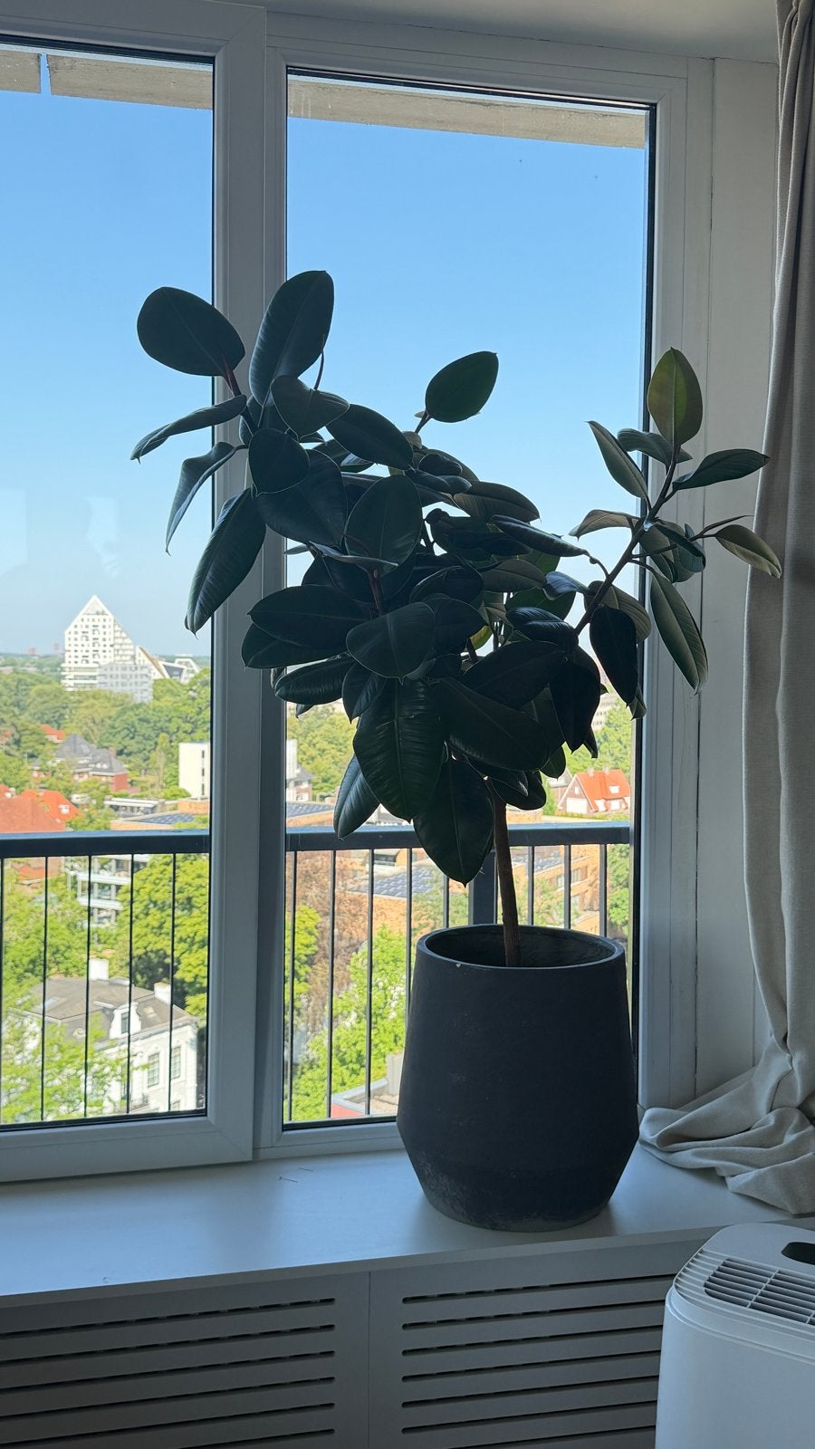 Gezonde Ficus elastica rubberboom met pot te koop, Huis en Inrichting, Kamerplanten, Ophalen, Ficus, 100 tot 150 cm, Halfschaduw