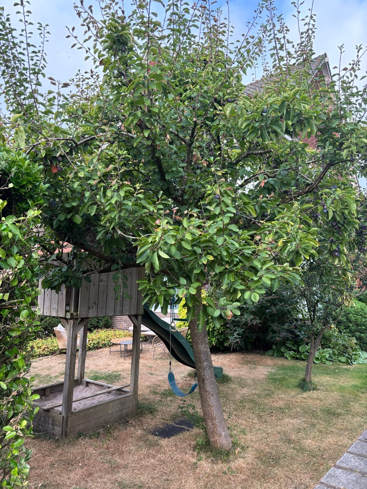 Twee Pruimenbomen te koop, Tuin en Terras, Planten | Fruitbomen, Ophalen, 250 tot 400 cm, Pruimenboom, Zomer