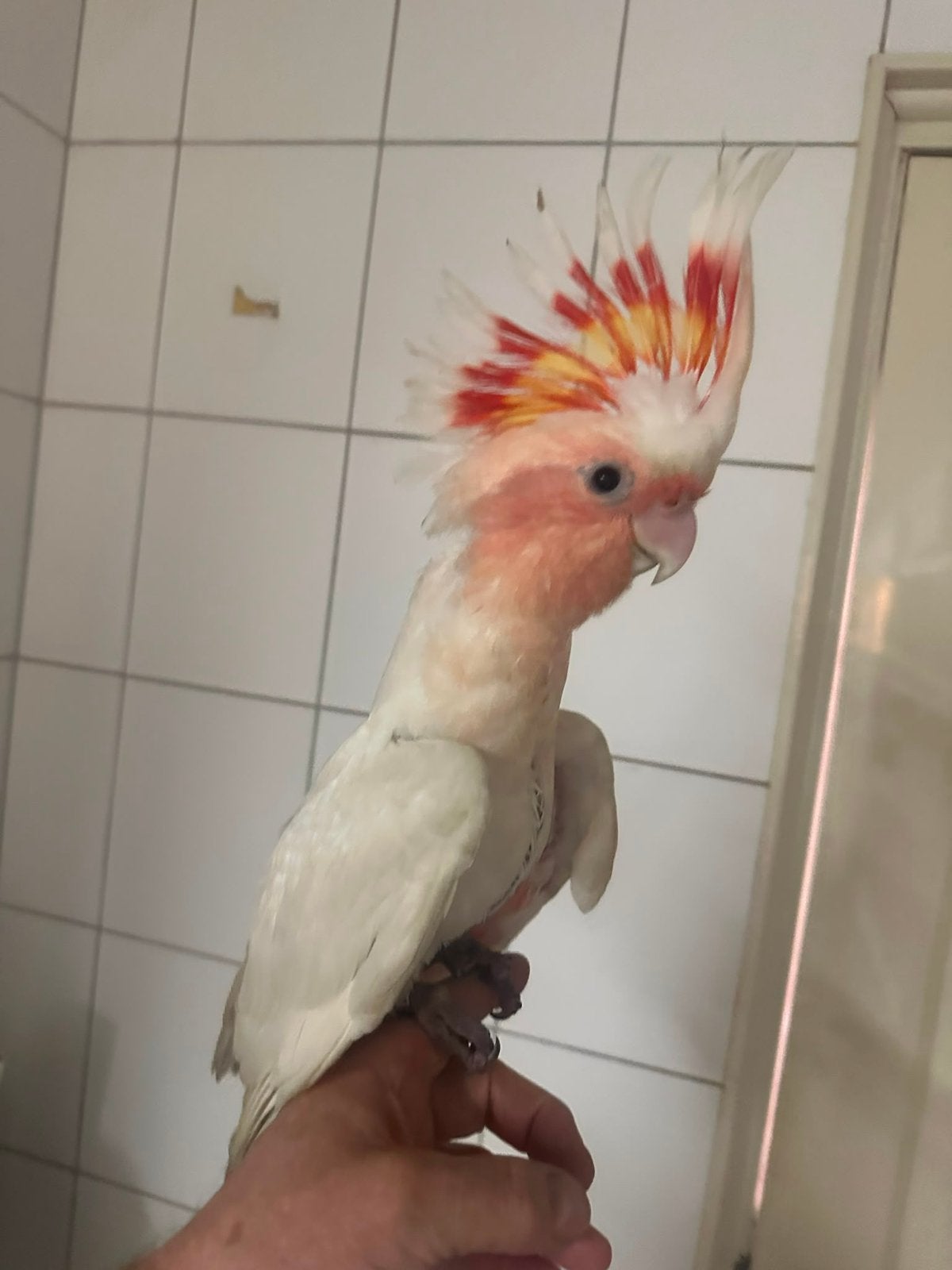 Lieve jonge tamme eigen kweek inka kaketoe 14 weken, Geslacht onbekend, Papegaai, Geringd